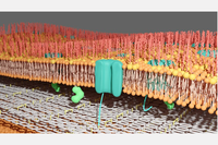 NARILIS microbiologists unravel secrets of Brucella abortus cell envelope, a complex multilayered structure