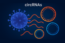 vCircTrappist: a new bioinformatic tool uncovering viral circular RNAs, under the guidance of Damien Coupeau in the frame of a consortium involving UNamur, ULB and ULiège