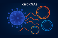vCircTrappist: a new bioinformatic tool uncovering viral circular RNAs, under the guidance of Damien Coupeau in the frame of a consortium involving UNamur, ULB and ULiège
